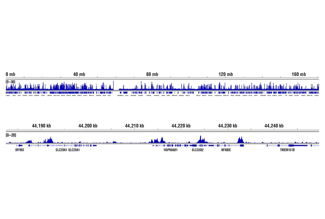 CUT & RUN Image 2: HSF1 (D3L8I) Rabbit Monoclonal Antibody