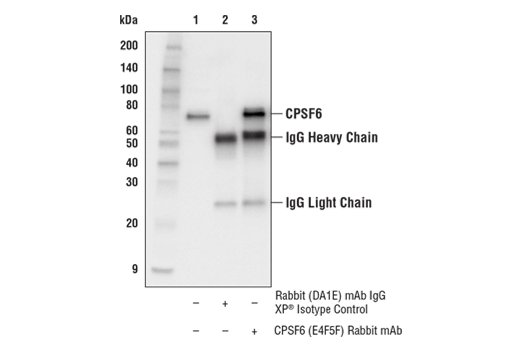 Immunoprecipitation Image 1: CPSF6 (E4F5F) Rabbit Monoclonal Antibody