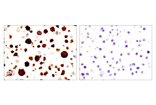 Immunohistochemistry Image 6: IRF-5 (E7F9W) Rabbit Monoclonal Antibody
