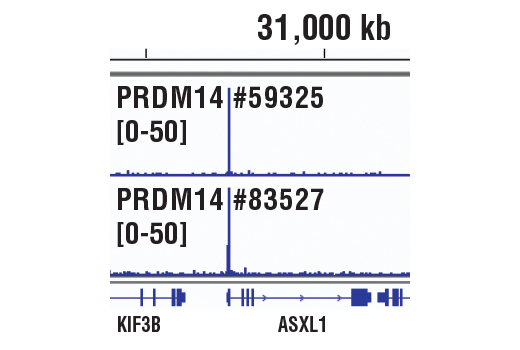 Chromatin Immunoprecipitation Image 1: PRDM14 (E2J8Q) Rabbit Monoclonal Antibody