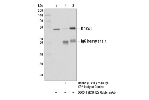 Immunoprecipitation Image 1: DDX41 (D3F1Z) Rabbit Monoclonal Antibody