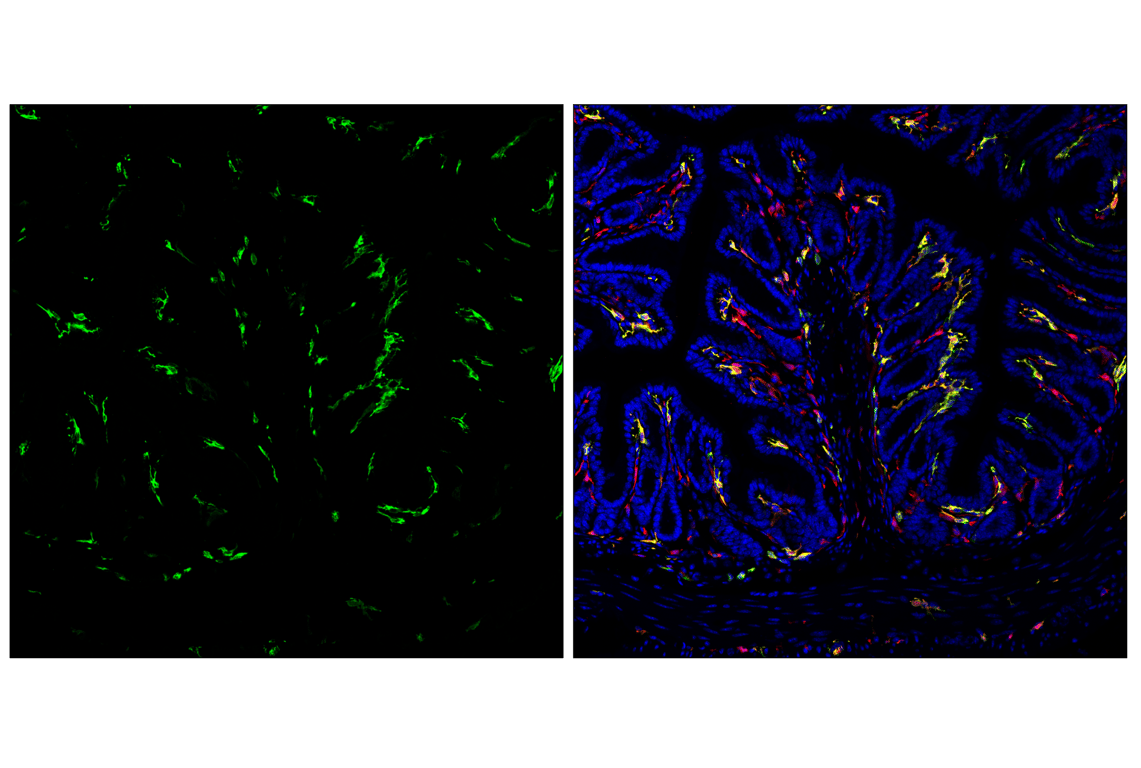 Immunofluorescence Image 3: MHC Class II (I-A/I-E) (M5/114.15.2) Rat Monoclonal Antibody (FITC Conjugate)