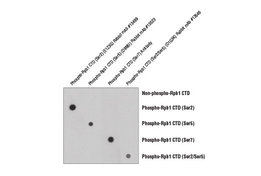 undefined Image 1: Phospho-Rpb1 CTD (Ser2) (E1Z3G) Rabbit Monoclonal Antibody