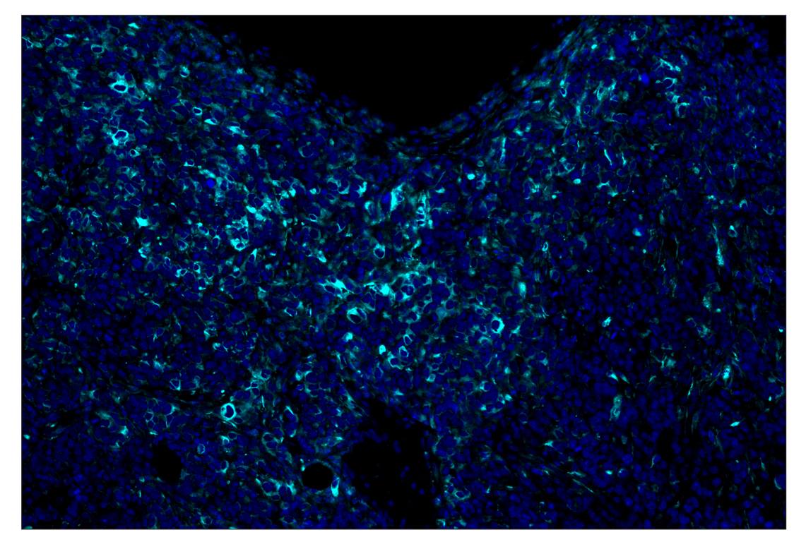 Immunohistochemistry Image 4: beta3-Tubulin (E9F3E) & CO-0128-750 SignalStar<sup>™</sup> Oligo-Antibody Pair
