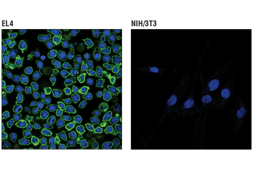 Immunofluorescence Image 1: PD-1 (Intracellular Domain) (D7D5W) Rabbit Monoclonal Antibody