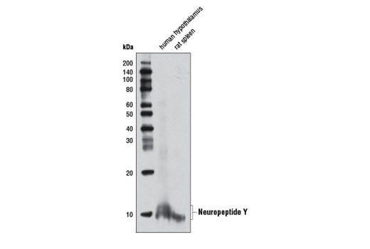 Western Blotting Image 4: Neuropeptide Y (D7Y5A) XP<sup>®</sup> Rabbit mAb