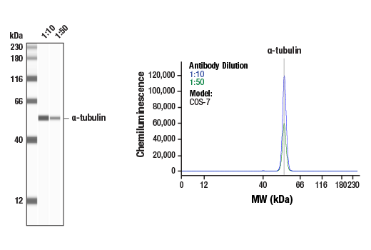 Western Blotting Image 1: alpha-Tubulin (11H10) Rabbit Monoclonal Antibody