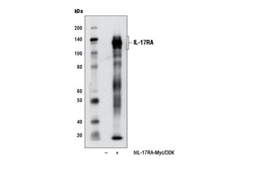 Western Blotting Image 2: IL-17RA (D1Y4C) Rabbit Monoclonal Antibody