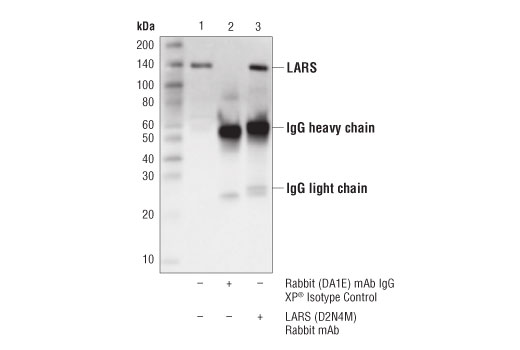 Immunoprecipitation Image 1: LARS (D2N4M) Rabbit Monoclonal Antibody