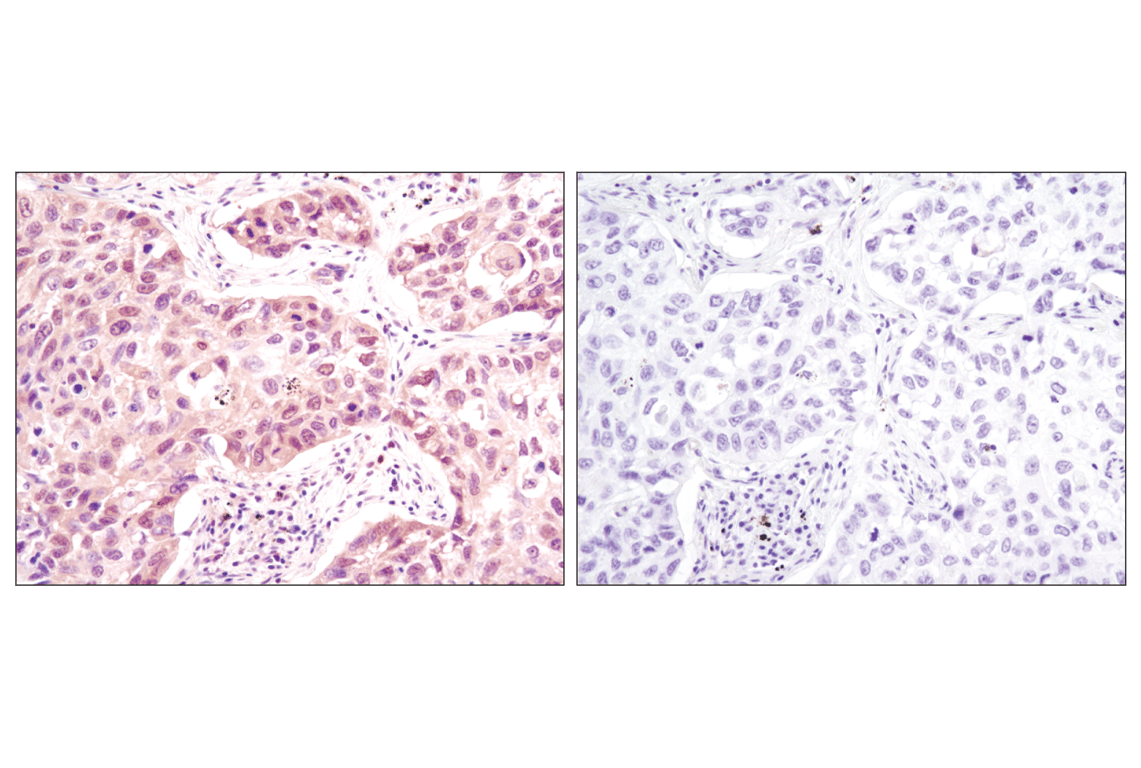 Immunohistochemistry Image 3: p38 MAPK (D13E1) Rabbit Monoclonal Antibody (BSA and Azide Free)