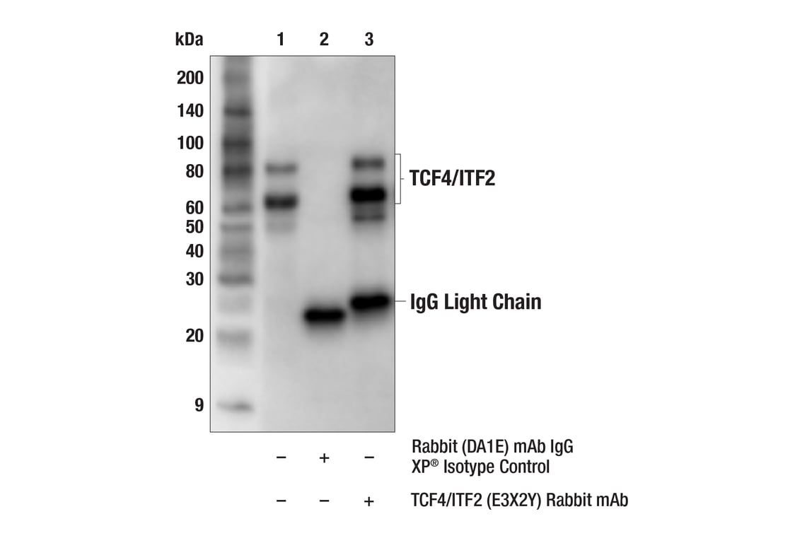 Immunoprecipitation Image 1: TCF4/ITF2 (E3X2Y) Rabbit Monoclonal Antibody