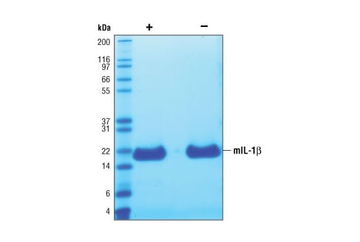 undefined Image 2: Mouse Interleukin-1β (mIL-1β)
