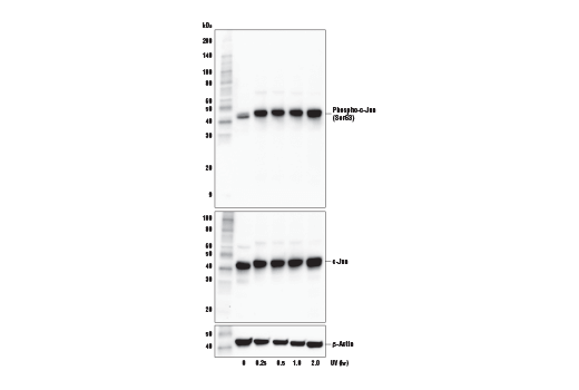 Western Blotting Image 2: Phospho-c-Jun (Ser63) (E6I7P) Rabbit Monoclonal Antibody