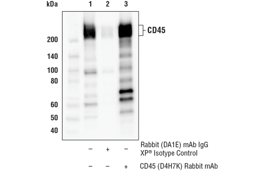 Immunoprecipitation Image 1: CD45 (D4H7K) Rabbit Monoclonal Antibody