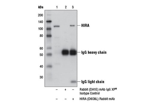 Immunoprecipitation Image 1: HIRA (D6O8L) Rabbit Monoclonal Antibody