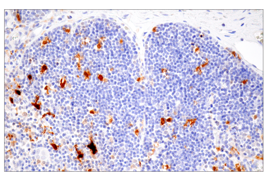 Immunohistochemistry Image 8: IL-18 (E3G8R) Rabbit Monoclonal Antibody