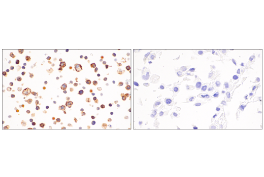 Immunohistochemistry Image 8: ICOS (E5F7E) Rabbit Monoclonal Antibody