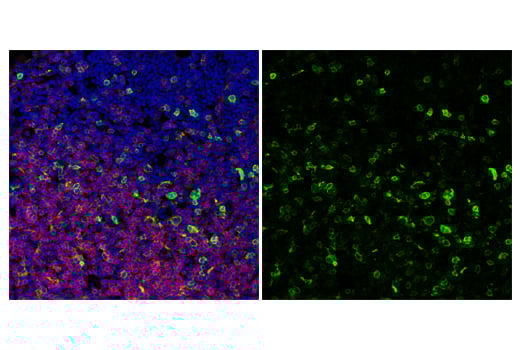Immunofluorescence Image 1: ICOS (E5F7E) Rabbit Monoclonal Antibody (BSA and Azide Free)