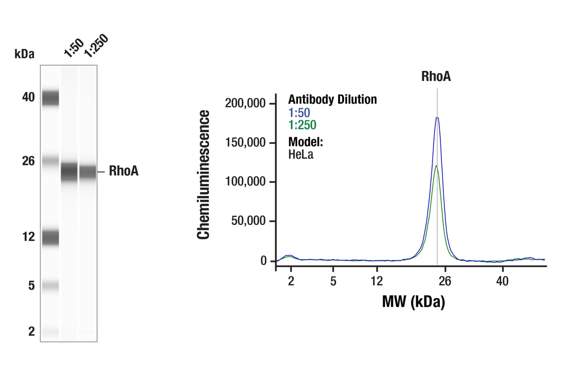 Western Blotting Image 1: RhoA (67B9) Rabbit Monoclonal Antibody
