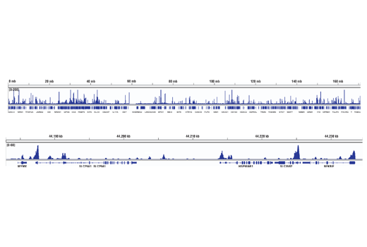 Chromatin Immunoprecipitation Image 2: BCL6 (D4I2V) Rabbit Monoclonal Antibody