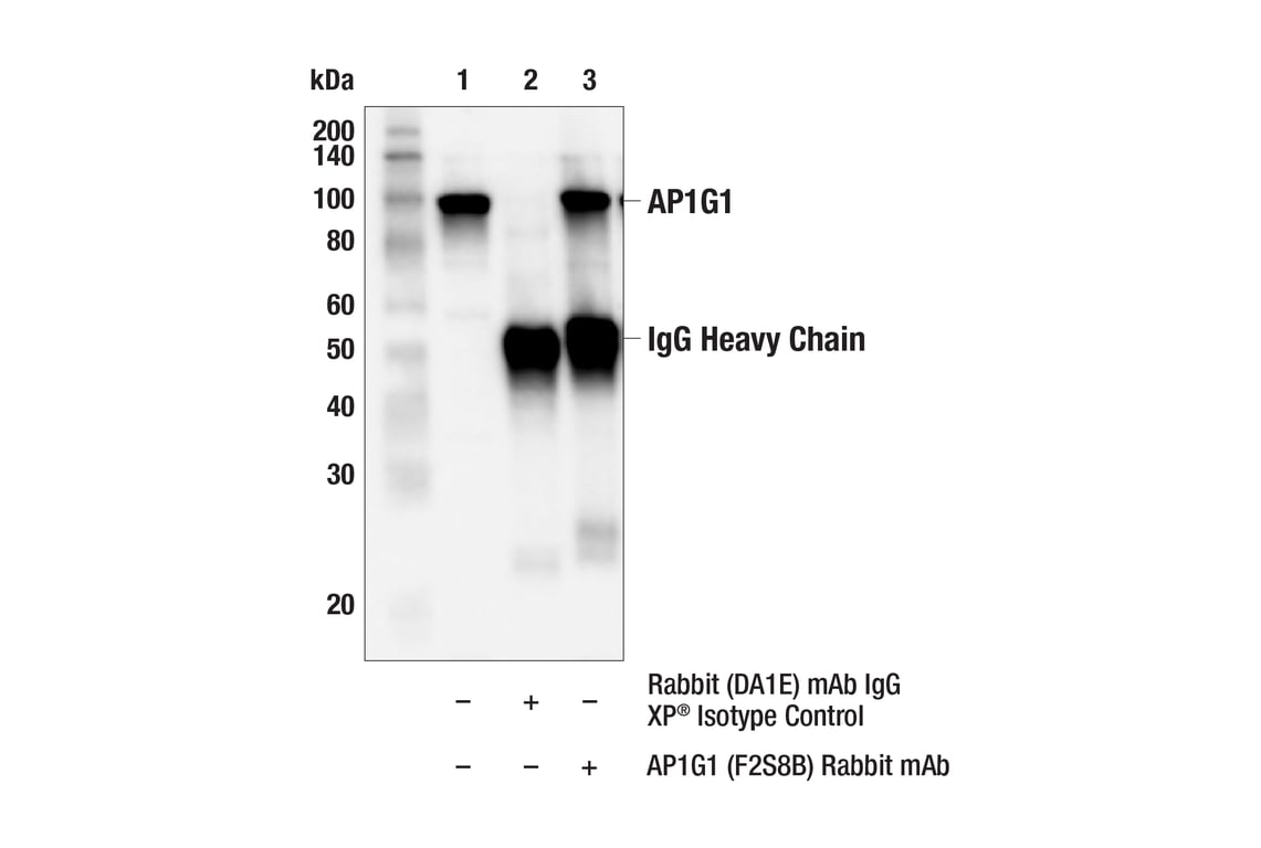 Immunoprecipitation Image 1: AP1G1 (F2S8B) Rabbit Monoclonal Antibody