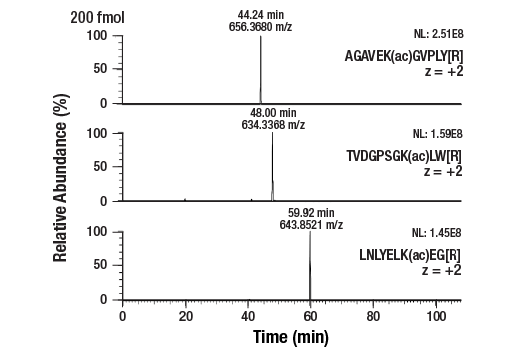 undefined Image 2: PTMScan<sup>®</sup> Control Peptides Acetyl-Lysine