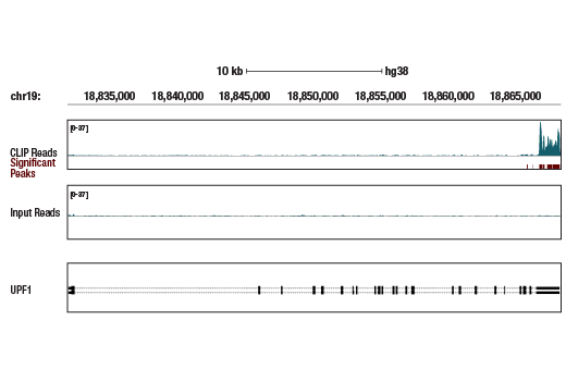 eCLIP Image 1: UPF1 (D15G6) Rabbit Monoclonal Antibody