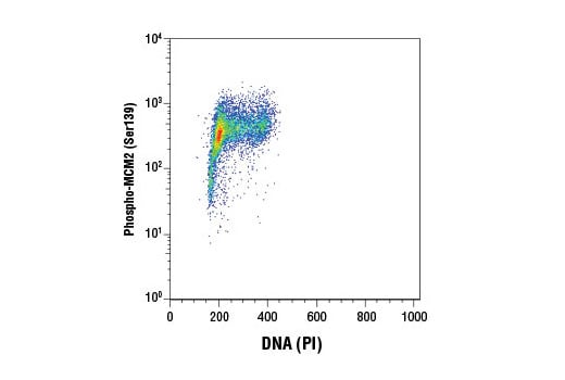 Flow Cytometry Image 1: Phospho-MCM2 (Ser139) (D1Z8X) Rabbit Monoclonal Antibody