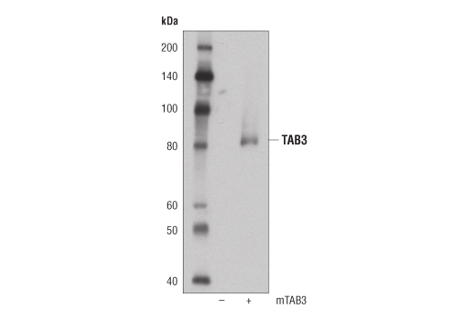 Western Blotting Image 3: TAB3 (D5J7D) Rabbit Monoclonal Antibody