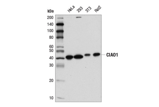 Western Blotting Image 1: CIAO1 (D4E2U) Rabbit mAb