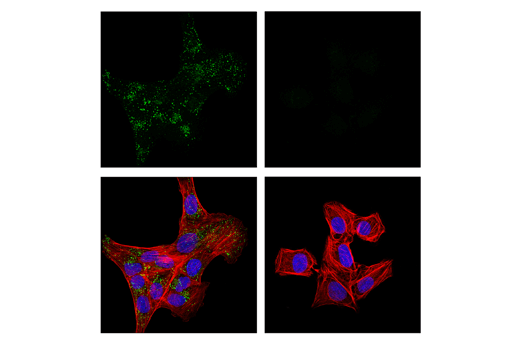 Immunofluorescence Image 1: ITM2B/Bri2 (E6O3Y) Rabbit Monoclonal Antibody
