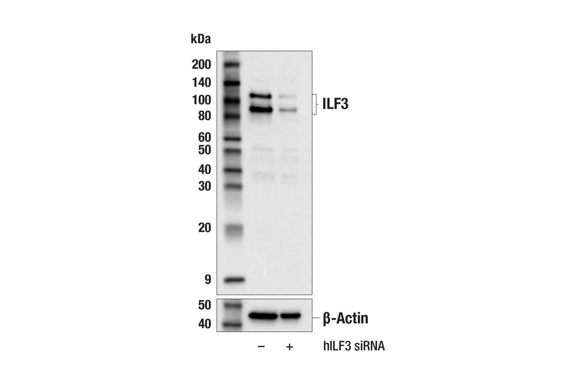 Western Blotting Image 2: ILF3 (E5H6F) Rabbit Monoclonal Antibody