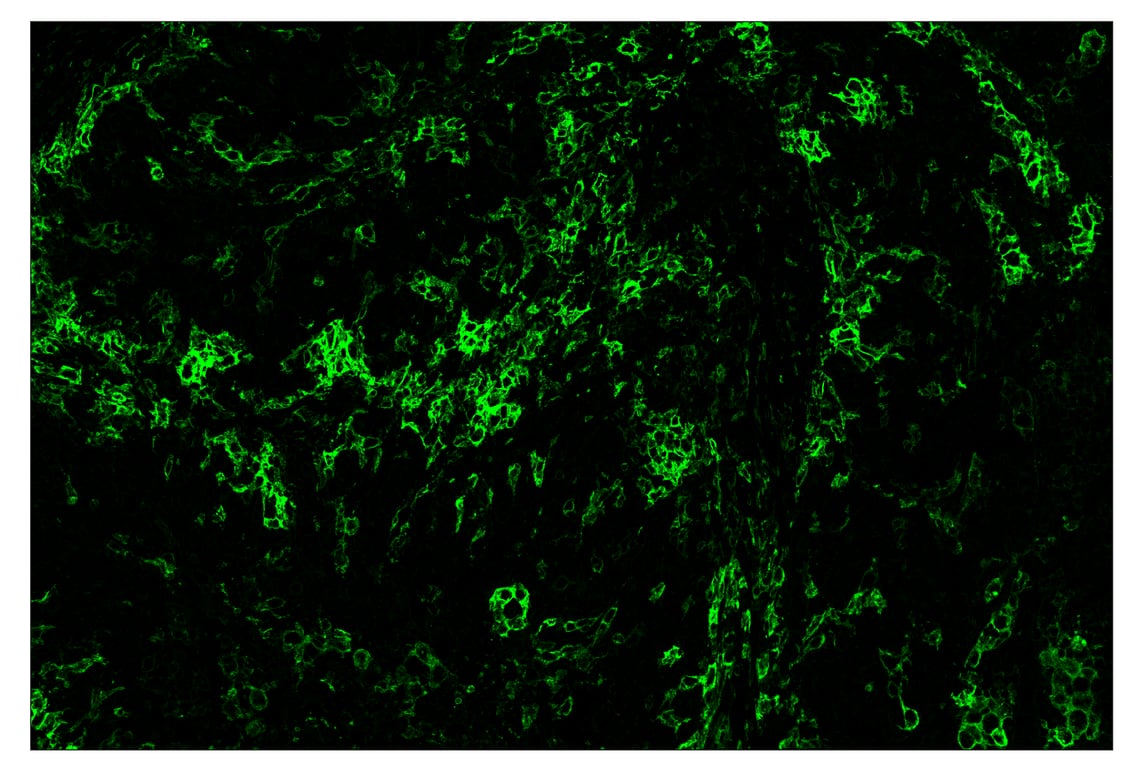 Immunohistochemistry Image 2: CD11c (D3V1E) & CO-0017-594 SignalStar<sup>™</sup> Oligo-Antibody Pair
