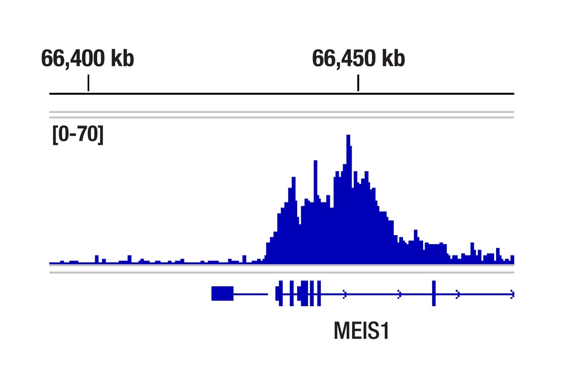 Chromatin Immunoprecipitation Image 1: Menin (E5P1R) Rabbit Monoclonal Antibody
