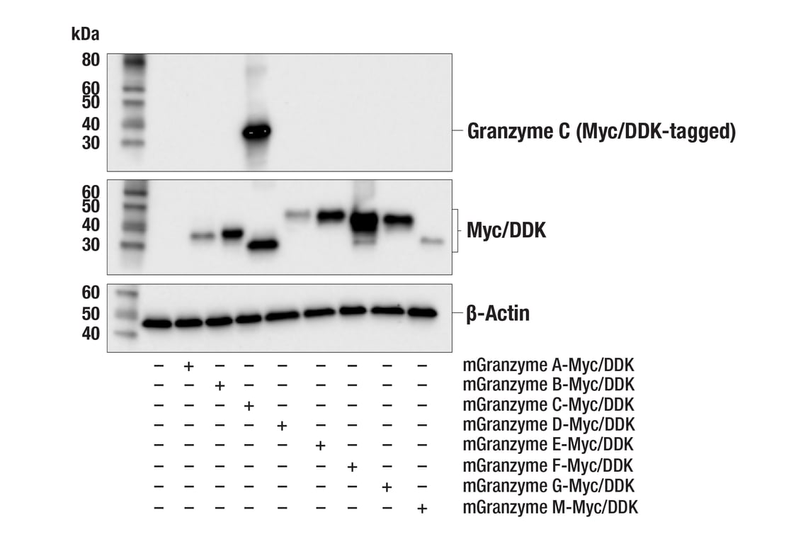 Western Blotting Image 2: Granzyme C (E5M3N) Rabbit Monoclonal Antibody