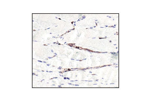 Immunohistochemistry Image 5: beta-Actin (13E5) Rabbit Monoclonal Antibody (BSA and Azide Free)