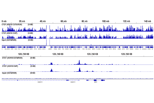 CUT & RUN Image 10: CUT&RUN Assay Kit