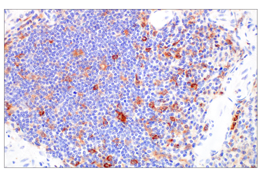 Immunohistochemistry Image 11: Siglec-10 (E1D7S) Rabbit Monoclonal Antibody