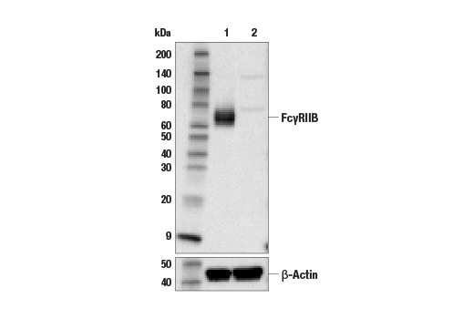 Western Blotting Image 2: Fc-gamma RIIB (D8F9C) Rabbit Monoclonal Antibody (BSA and Azide Free)