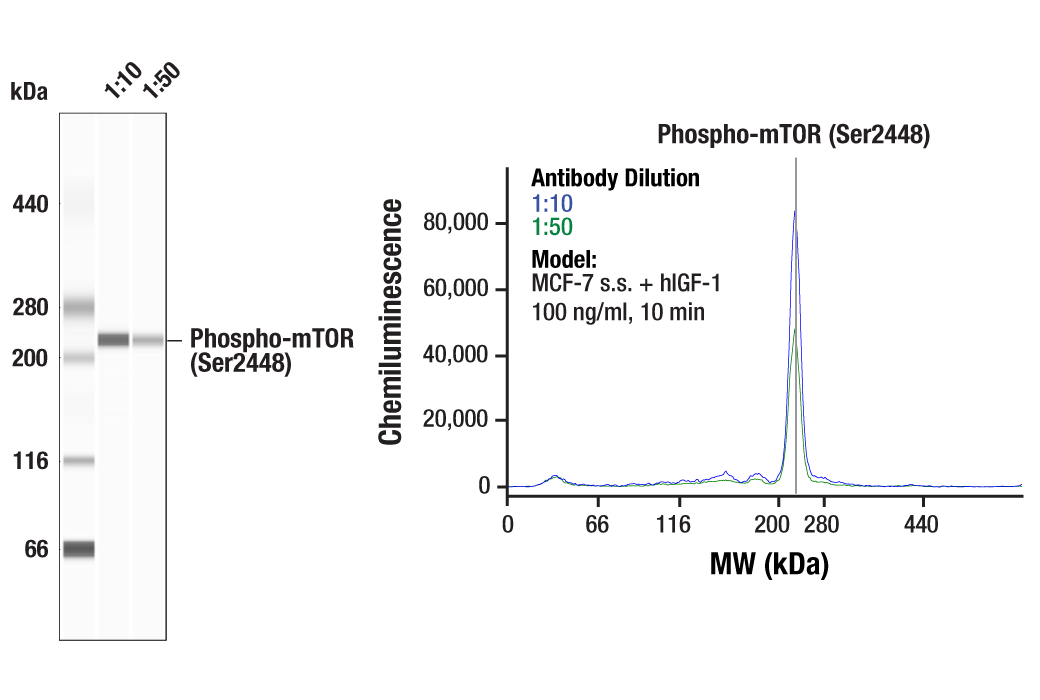 Western Blotting Image 1: Phospho-mTOR (Ser2448) Antibody