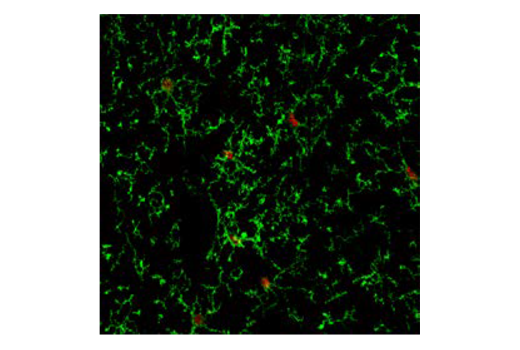 Immunofluorescence Image 1: Ikaros (D6N9Y) Rabbit Monoclonal Antibody (BSA and Azide Free)