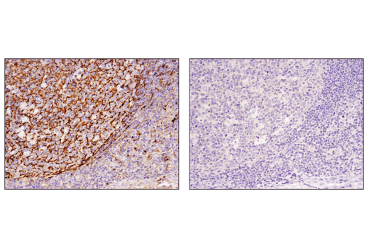 Immunohistochemistry Image 4: Clusterin (D7N2K) Rabbit Monoclonal Antibody