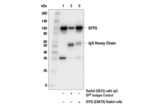 Immunoprecipitation Image 1: SFPQ (E9A7B) Rabbit Monoclonal Antibody