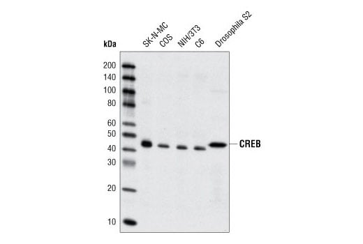 undefined Image 17: Cannabinoid Receptor 1 Downstream Signaling Antibody Sampler Kit