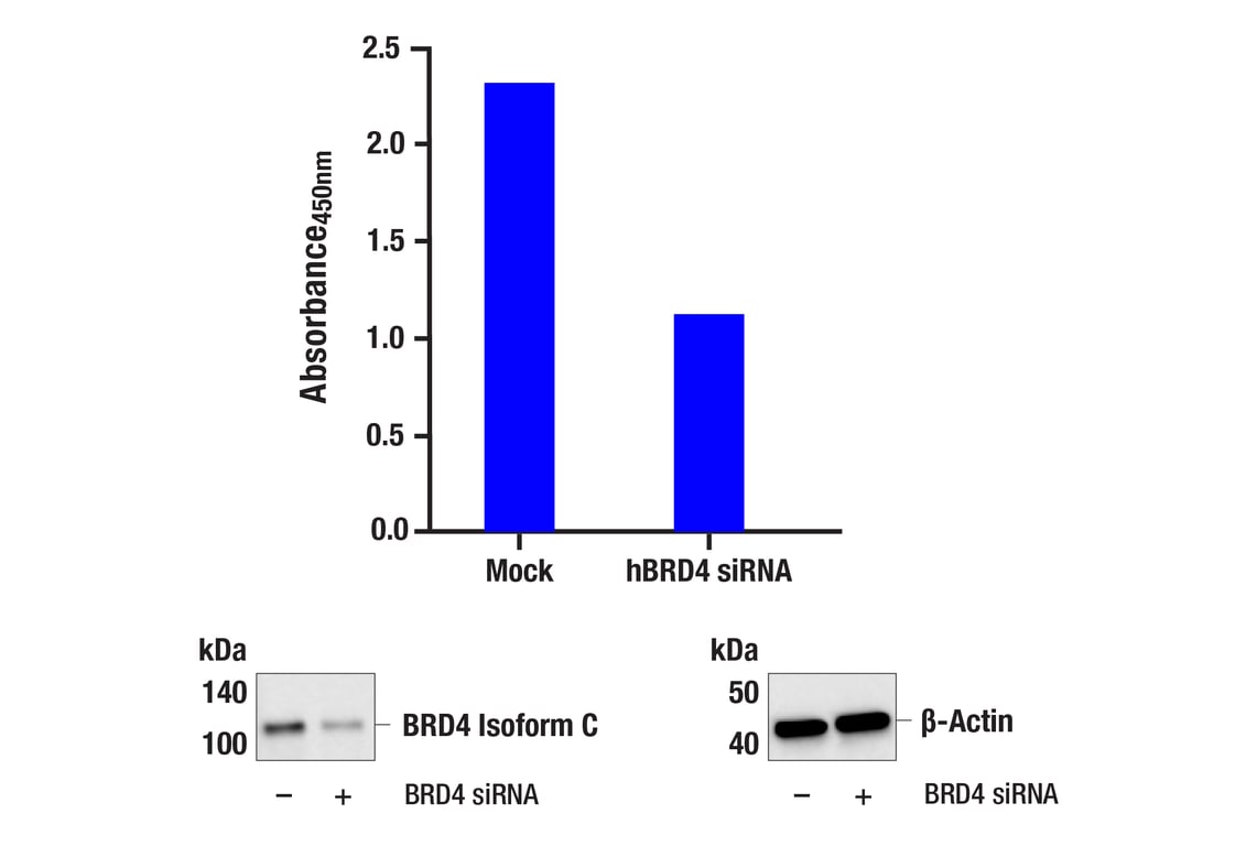 ELISA Image 2: PathScan<sup>®</sup> RP BRD4 Isoform C Sandwich ELISA Kit