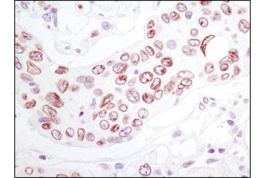 Immunohistochemistry Image 2: Lamin A/C (4C11) Mouse Monoclonal Antibody (BSA and Azide Free)