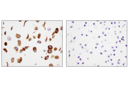 Immunohistochemistry Image 2: GAS6 (D3A3G) Rabbit Monoclonal Antibody (BSA and Azide Free)