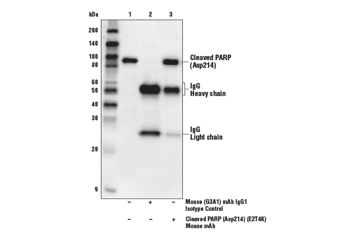 Immunoprecipitation Image 2: Mouse (G3A1) Monoclonal Antibody IgG1 Isotype Control
