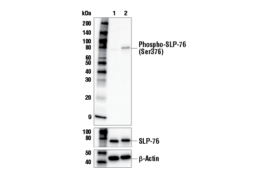 undefined Image 2: Human CD3 epsilon Activating (OKT3) Mouse Monoclonal Antibody (Low Endotoxin, Azide-free)