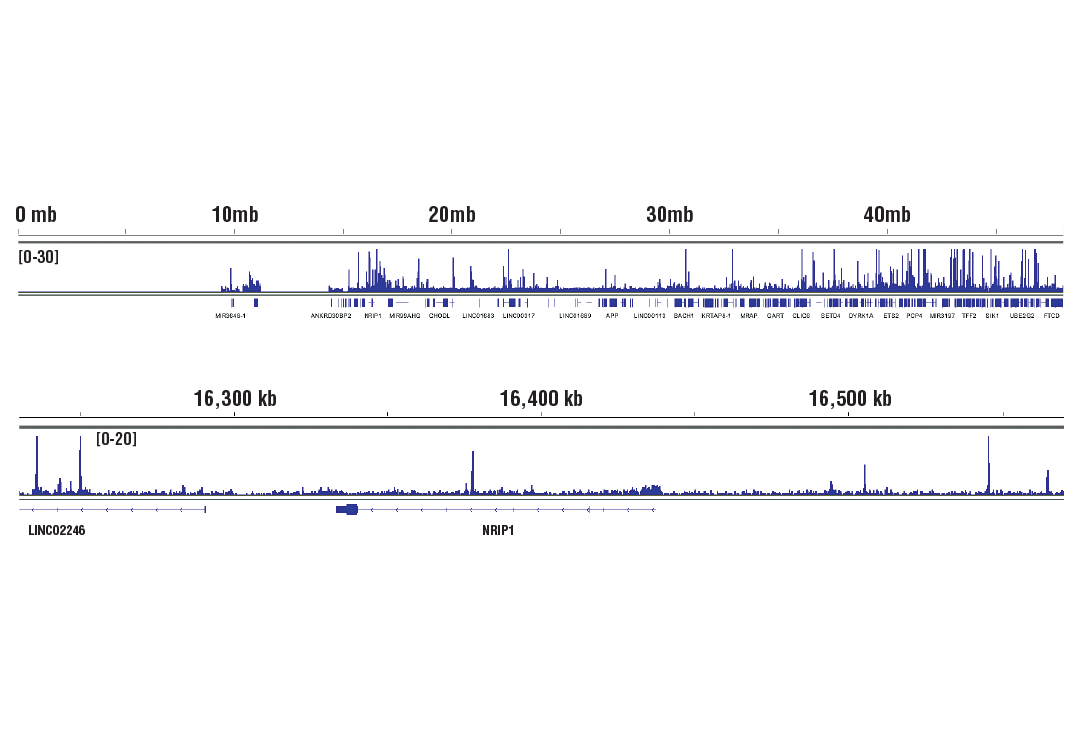 Chromatin Immunoprecipitation Image 2: SRC-2 (D2X4M) Rabbit Monoclonal Antibody